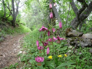 La flore